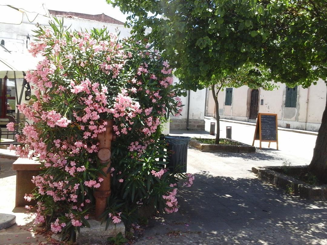 Bed and Breakfast Antica Casa Cristofori Usini Zewnętrze zdjęcie